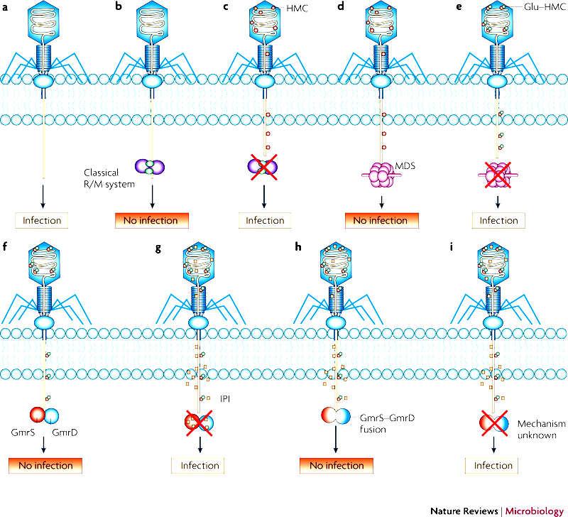 Evoluce interakcí mezi T-sudými fágy a hostiteli RM štěpí DNA obsahující HMC Gmr štěpí DNA obsahující HMC Fágový gen IPI brání působení