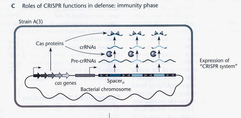 Imunitní fáze: Zacílení vstupující protospacerové sekvence prekurzoru mezerníku na fágové DNA.