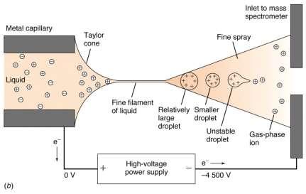 DESORPČNÍ ZDROJE (HPLC-MS) Elektrosprej: kapalina z HPLC kolony prochází kapilárou, na kterou je aplikováno silné elektrické pole (3-6 kv) kapičky po výstupu z kapiláry mají + nebo -
