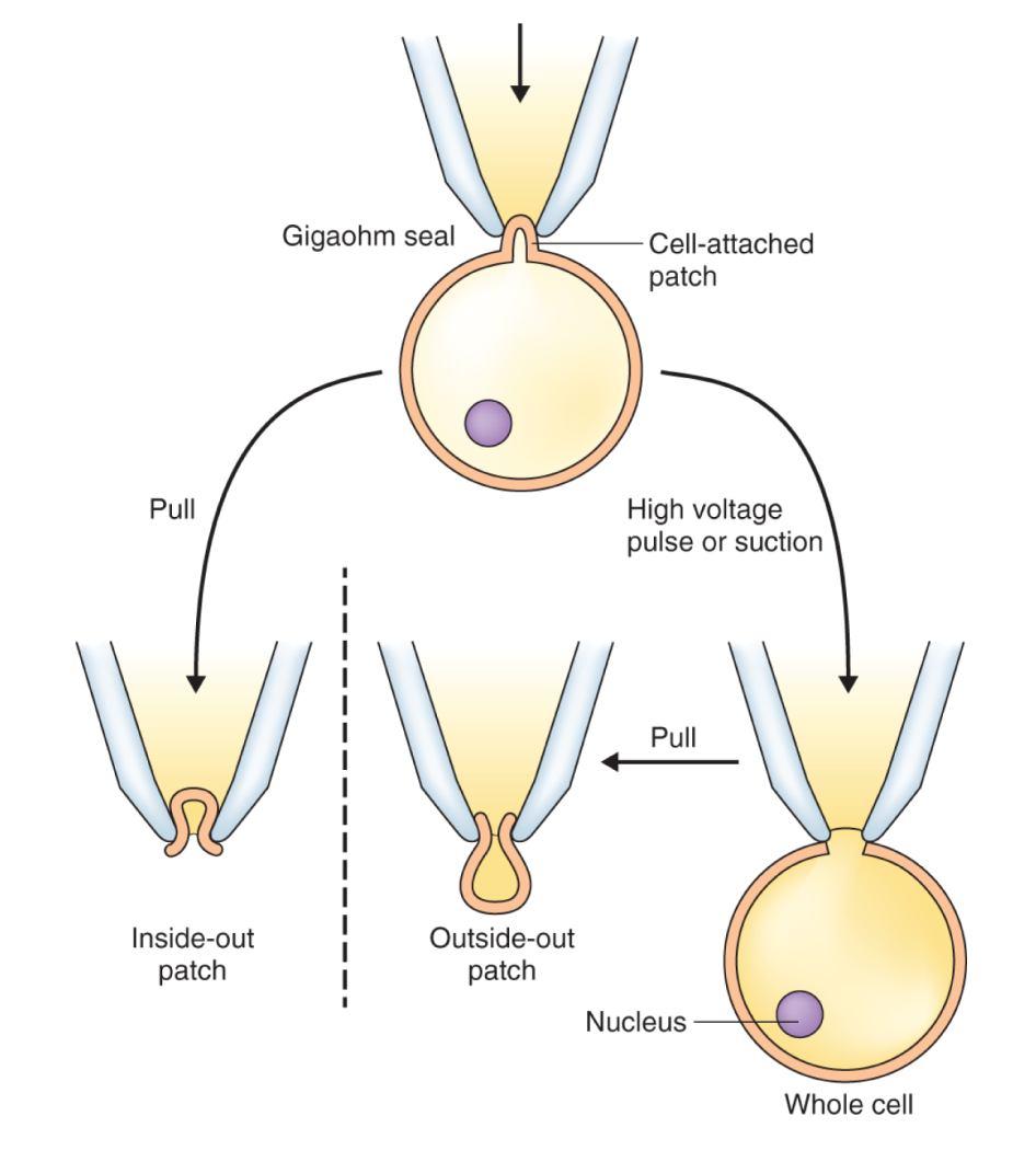 Konfigurace: Cellattached mode Wholecell mode Insideout patch Aktivita jednotlivých kanálů Outsideout patch Účinky cytozolických regulátorů Analýza transportní aktivity malých buněk (velké buňky