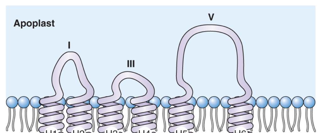 Akvaporiny Kanály usnadňující pohyb H 2 O 9 Relativně malé proteiny, kolem 30 kda, 6 transmembránových domén 10 U rostlin velká skupina genů: