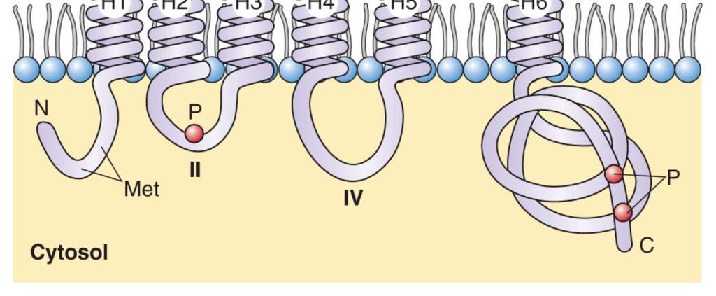 H 2O 2, bóru a silikonu NIP nodule intrinsic proteins TIP tonoplast intrinsic proteins SIP small basic intrinsic proteins PIP plasmamembrane