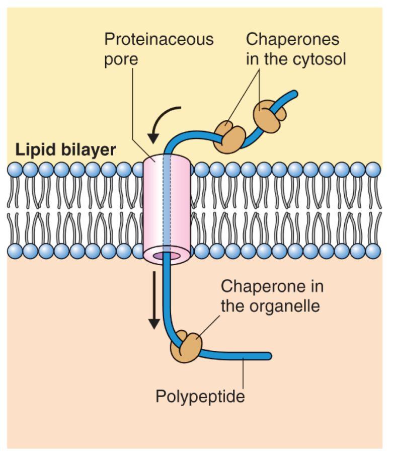 Proteiny syntetizované v cytoplazmě nebo ER musí být určeny pro kompartmentaci či membránu.