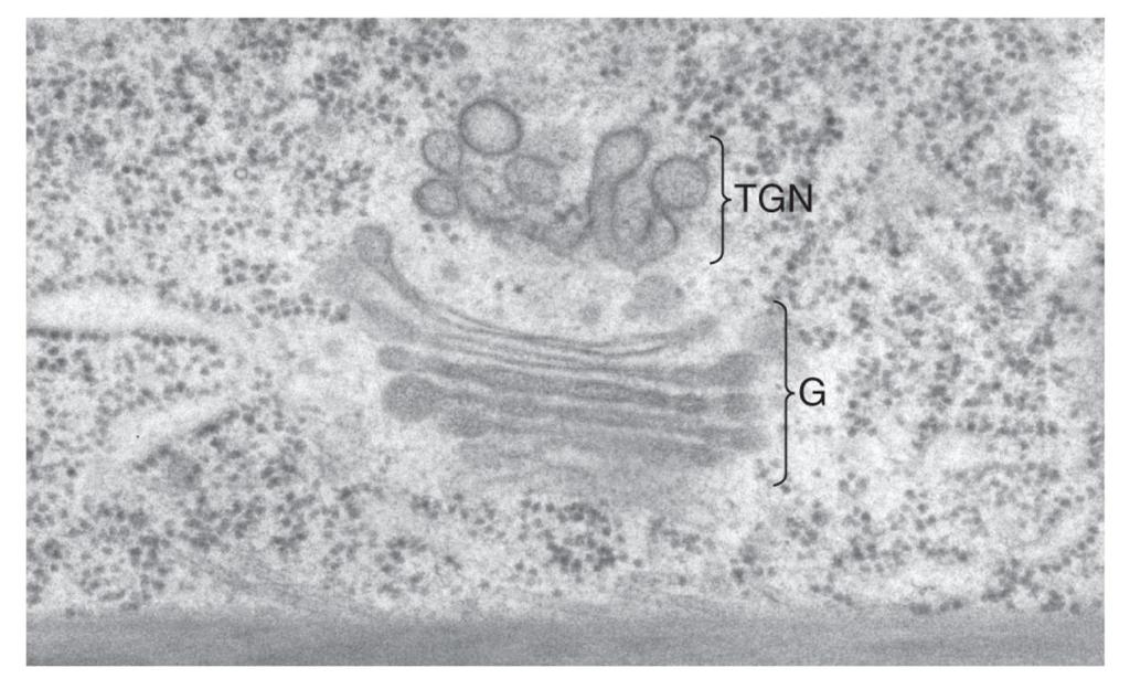 proteinyjsoudegradoványv ER nebov cytoplazmě 26S proteasomem 25 Plášťové (coat) proteiny řídí transport vezikul mezi ER a Golgiho aparátem Anterograde transport pohyb vezikul z ER do Golgiho aparátu