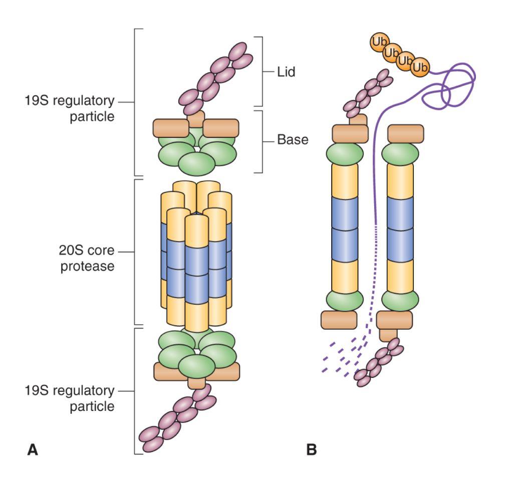 monomerické multimerické CULLIN/RING ligázy jsou složité shromáždění proteinů: RING finger doména variabilní komponenta, adaptor rozpoznává a vážeterčový protein CULLIN vytváří lešení pro zbytek