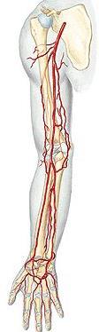 Arterie horní končetiny a. axillaris a. brachialis a.