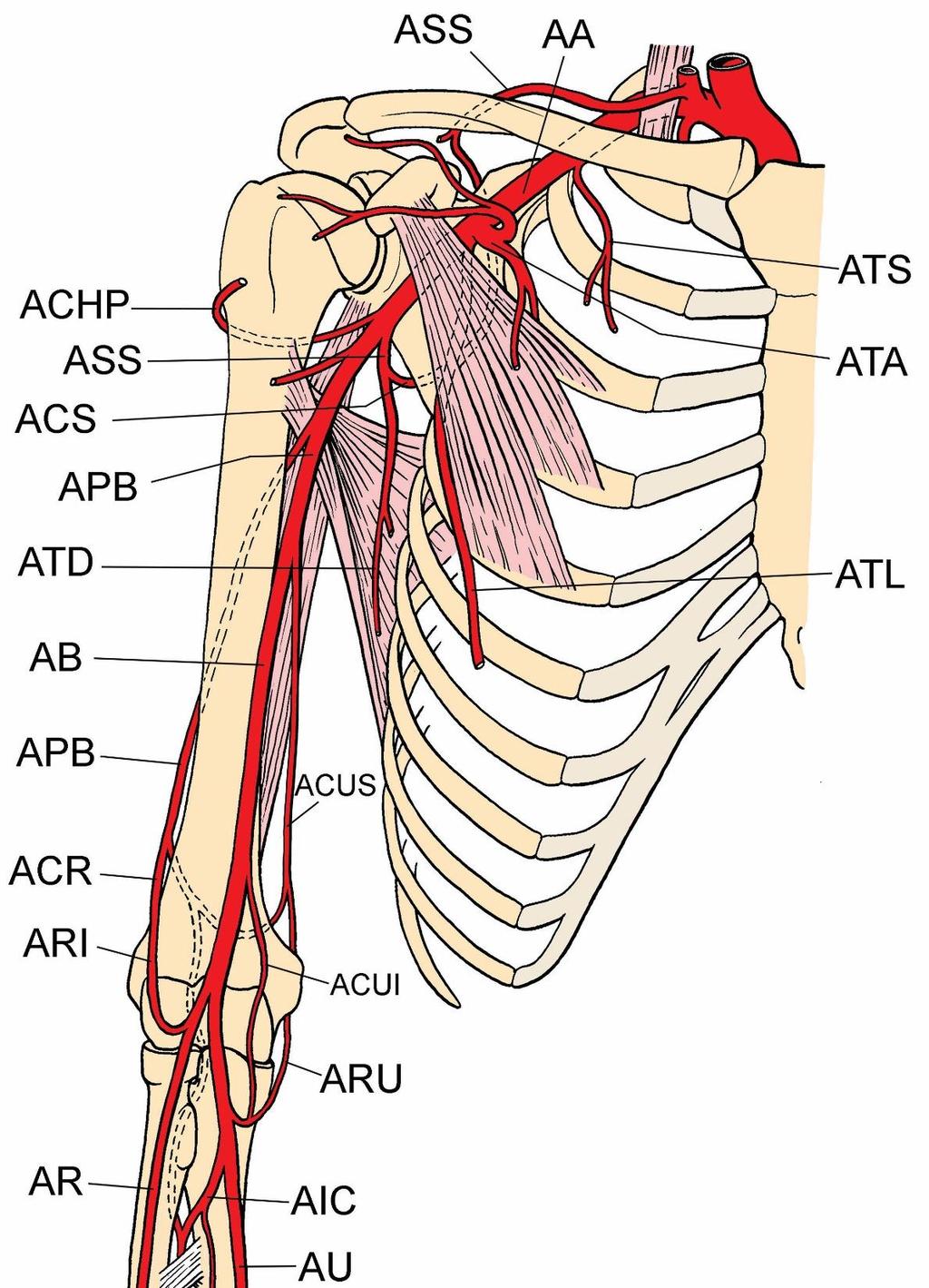 AS -Subclavian artery AA - Axillary artery AB - Brachial artery AR radial