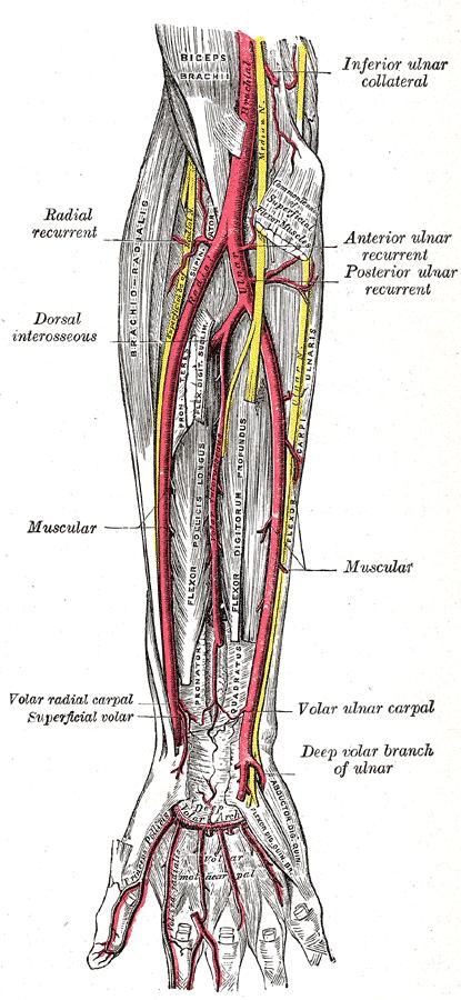 Radial artery Ulnar artery Interosseal artery Deep