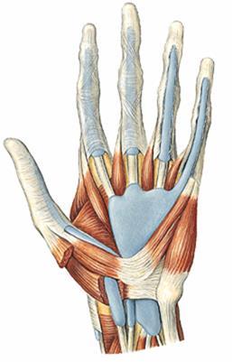 Retinaculum musculorum flexorum Vaginae tendinum carpales palmares: Vaginae fibrosae et vaginae synoviales digitorum manus Vagina