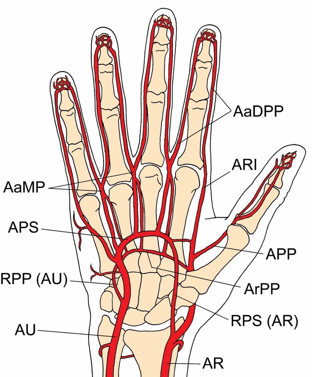Vessels of hand, ventral view AU ulnar artery, APS superficial palmar rch, AaDPP palmar digital aretries APP princeps pollicis artery ArPP deep palmar arch, AR radial artery, AM metacarpal