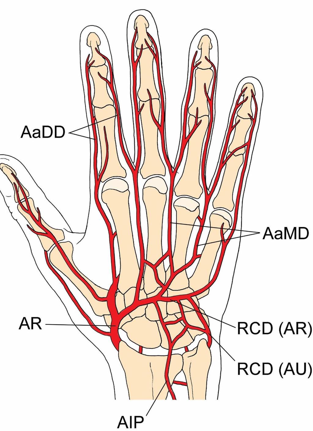 Vessels of hand, dorsal view AR radialis a.