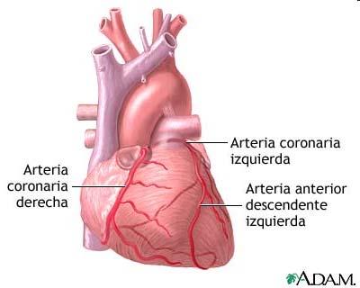 Aorta ascendens: První větve