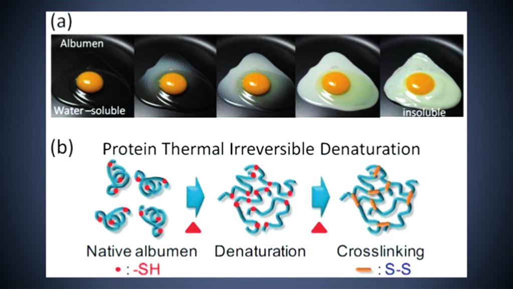 Strukturovaný protein se zachovanými biologickými funkcemi se označuje jako nativní protein. Působením různých faktorů, jako je např.