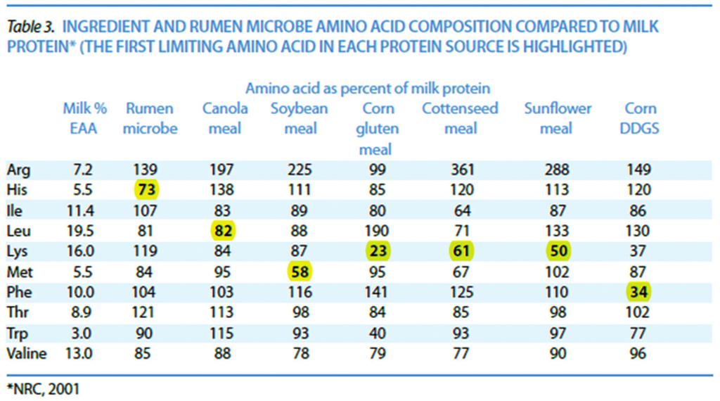 době bachorového mikrobiálního proteinu není optimálním zdrojem pro tvorbu mléčného proteinu, přičemž limitující aminokyselinou je u tohoto proteinového zdroje histidin.