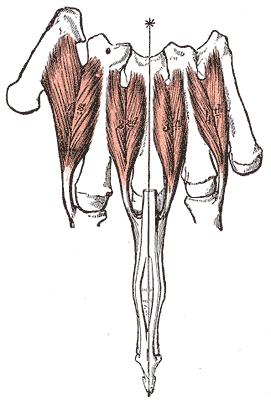 Musculi interossei dorsales inervace n. ulnaris (C8, Th1) funkce abdukce II. IV.