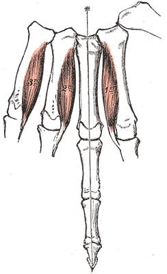 Musculi interossei palmares inervace n. ulnaris (C8, Th1) funkce addukce MP kl. II.