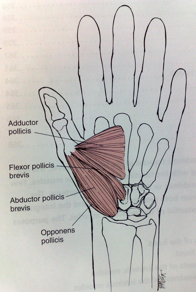 Krátké (vnitřní) svaly palce Thenar (n.