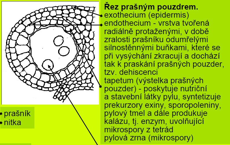 Vývoj samčích květných orgánů http://www.