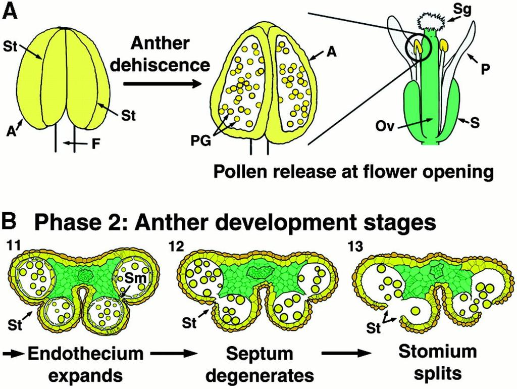 Vývoj samčích květných orgánů (A) Anther dehiscence at floral opening. Dehiscence is the terminal step in anther development that releases mature pollen grains.