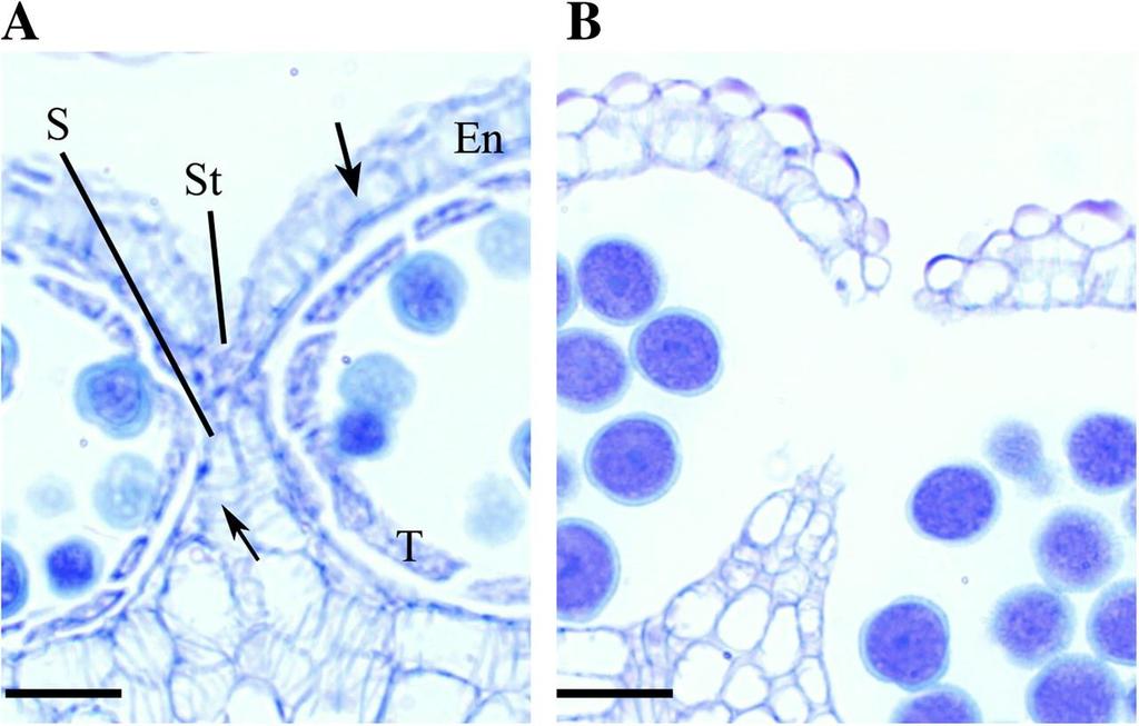 Vývoj samčích květných orgánů Septum and stomium v prašníku Arabidopsis.