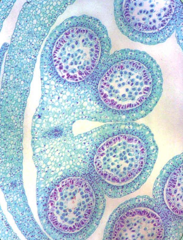 Angiosperms: Production of Male