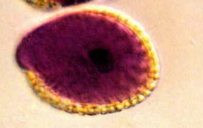 Angiosperms: Production of Male Gametophyte Haploid Haploid As anther matures, 4 microspores of a tetrad separate from each other Haploid Haploid Mitosis Haploid