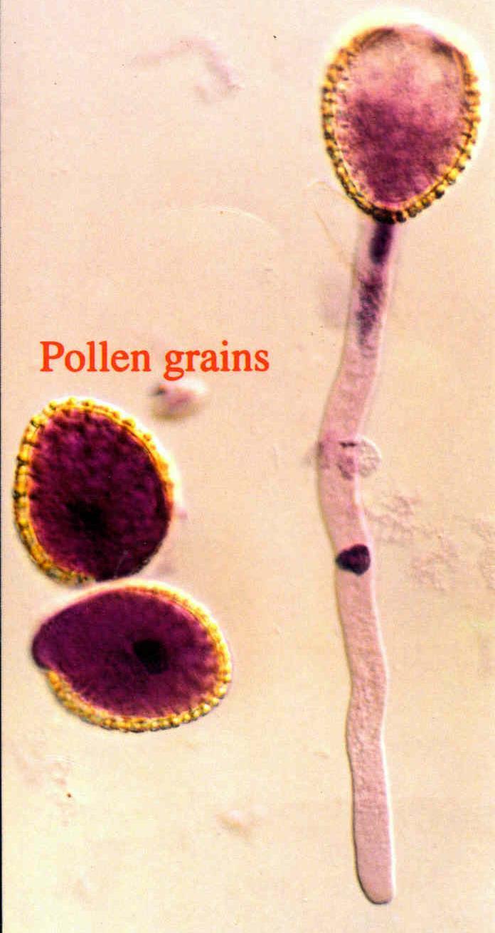 Angiosperms: Production of Male Gametophyte 2 haploid cells of pollen grain are