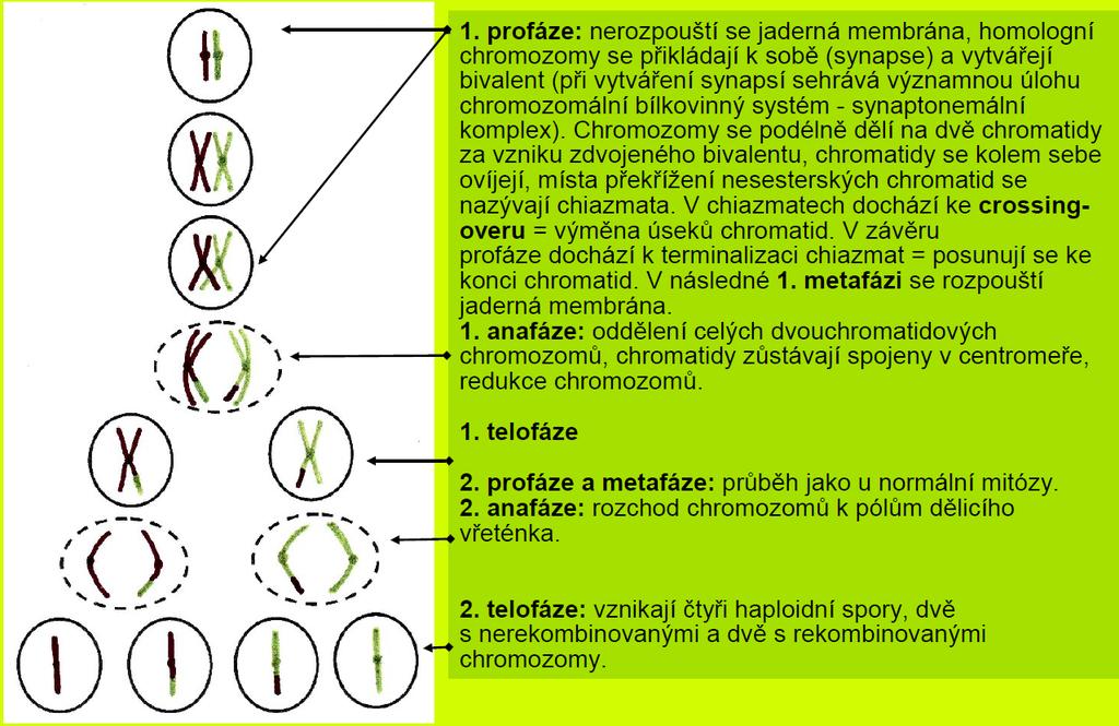 Meióza (redukční dělení), sporogeneze