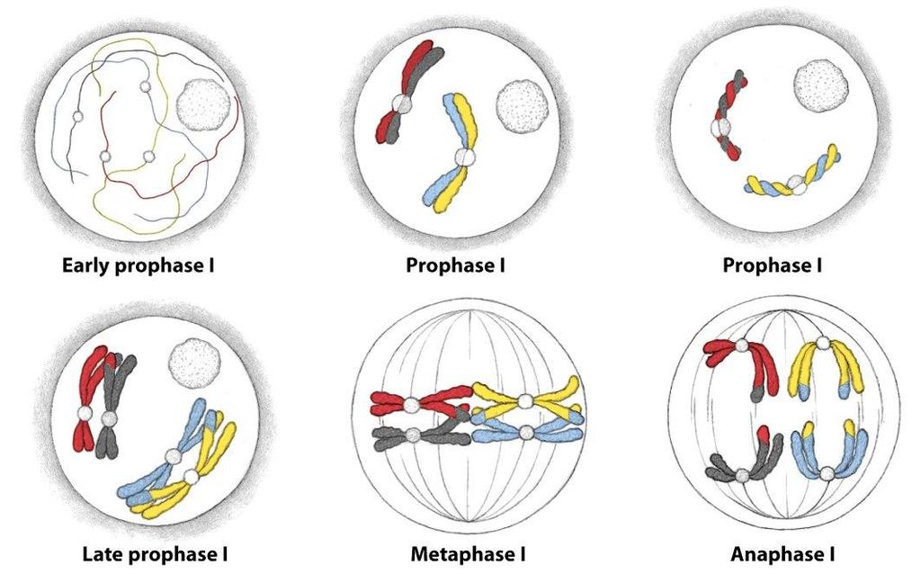 Průběh meiotického buněčného dělení Prophase I Homologous chromosomes