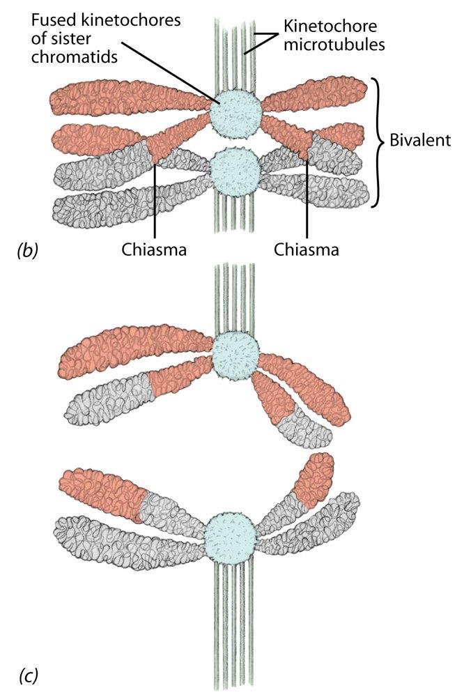 Recombination is a source of genetic variability.
