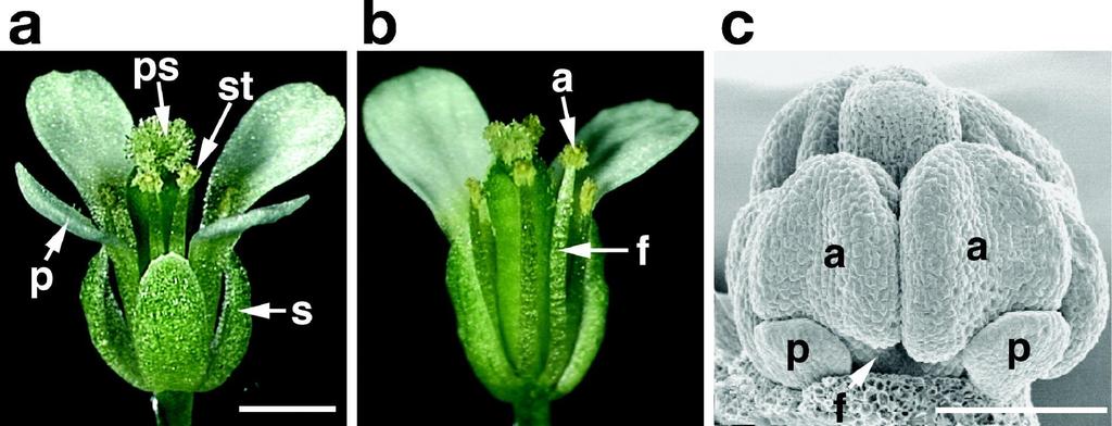 Vývoj samčích květných orgánů Arabidopsis flower.