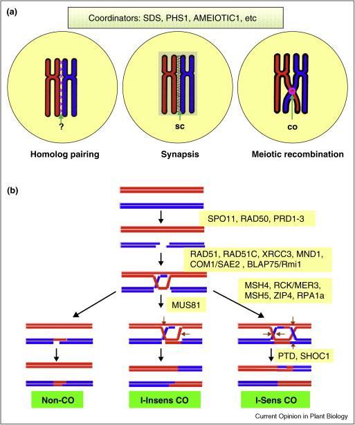 Homolog interaction during Prophase I and meiosis recombination pathway.