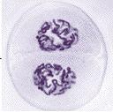 Telophase I