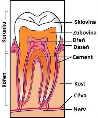 Zuby se skládají ze tří tvrdých zubních tkání, kterými jsou sklovina, zubovina a cement. Střed zubů je vyplněn měkkou zubní dření (viz obr 2) (Stejskalová, 2008).
