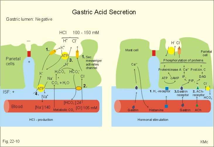 ÚVOD Stanovení acidity žaludeční šťávy (B3) Acidita žaludeční šťávy je dána přítomností HCl produkované parietálními buňkami žaludeční sliznice. Pohybuje se kolem ph = 1,0-1,5. Sekrece HCl (Obr.