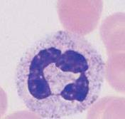 eosinofilní granulocyty fagocytace