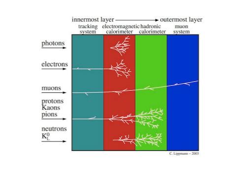 KAPITOLA 2. KALORIMETRY 19 Obrázek 2.1: Zobrazení principu detekce různých druhů částic. [4] 2.1.1 Scintilační vzorkovací kalorimetry Aktivní vrstva u scintilačních vzorkovacích kalorimetrů je tvořena scintilátorem, který při deexcitaci produkuje světlo.