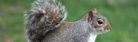 Sciurus carolinensis x Sciurus vulgaris