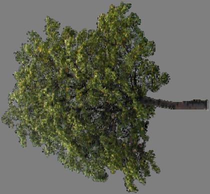 pixely) #version 140 uniform sampler2d treetex; // texture