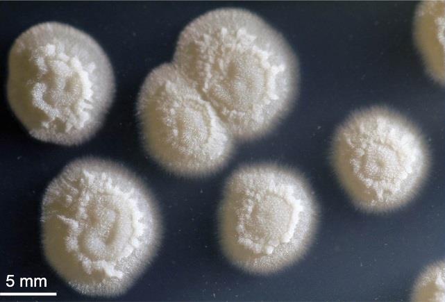 Výroba: Výroba kyseliny mléčné zkvašování melasové sacharozy mléčnými tyčinkovými bakteriemi Lactobacillus