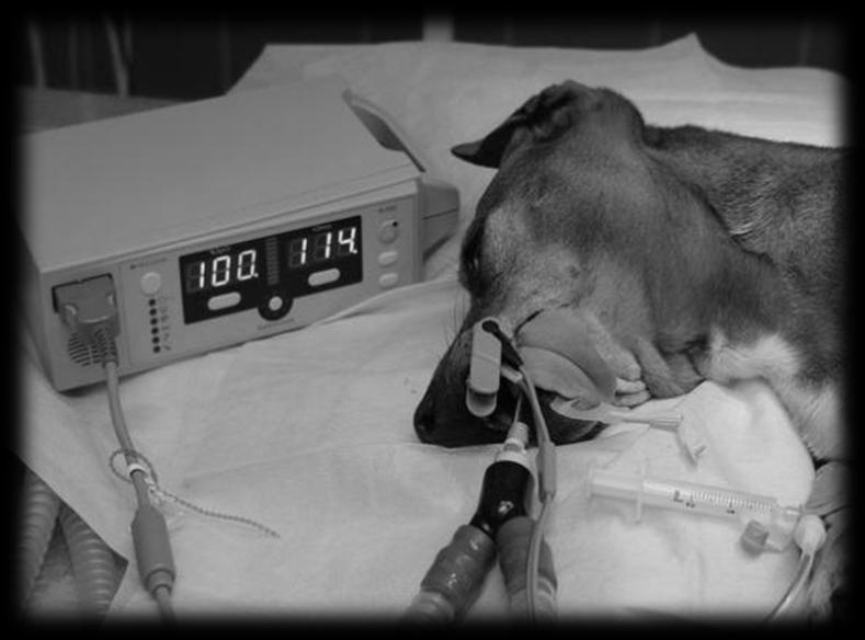 Monitoring TEMP/HR/RR DIURÉZA EKG KREVNÍ TLAK PULZNÍ OXIMETRIE KAPNOGRAFIE (pouze