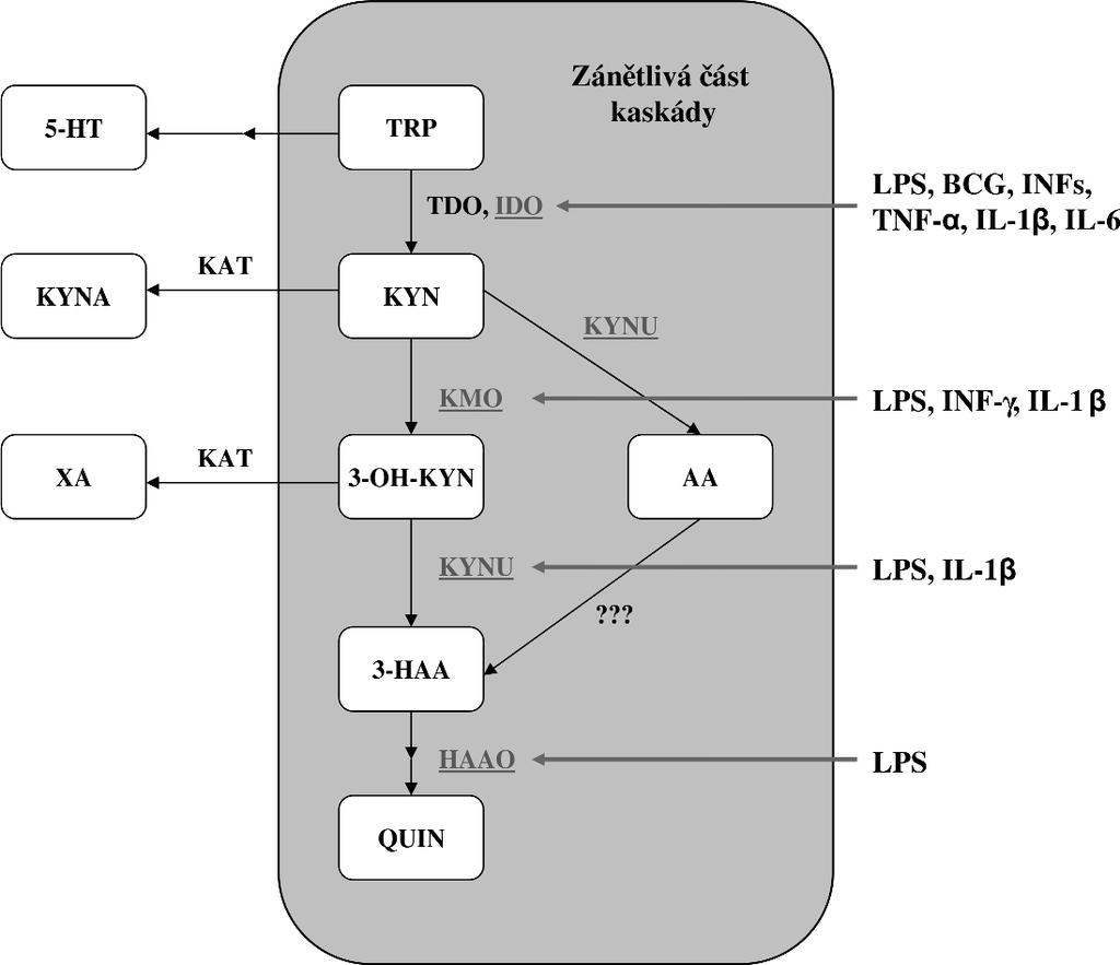 Obrázek č.1 Schématické znázornění kynureninové metabolické dráhy (Campbell et al. 2014).