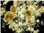 četnost pěnotvorných vláknitých mikroorganismů v plovoucí biomase biologická