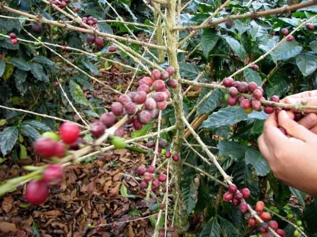 4 Současný stav řešené problematiky 4.1 Kávovník (Coffea) Rod Coffea L. (kávovník) náleží do čeledi Rubiaceae (mořenovité) pocházející z tropické Afriky (Valíček 2002).