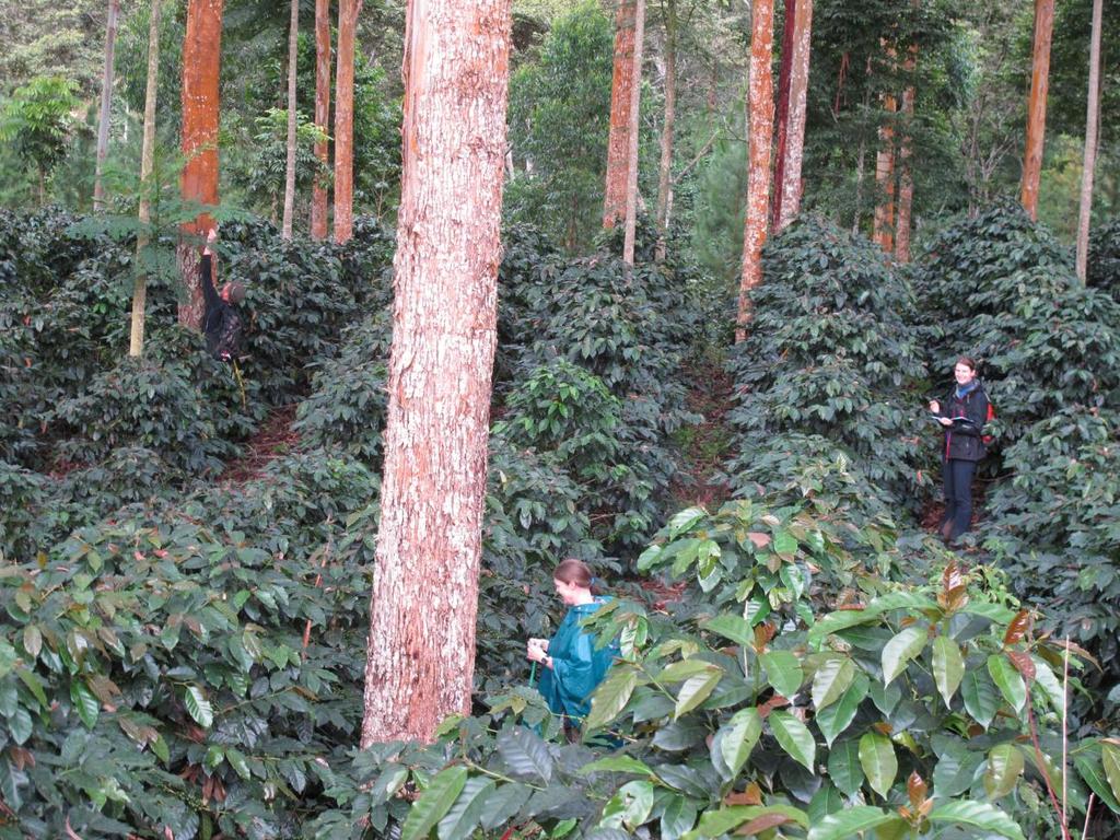Obr. VII. Měření stínících dřevin na plantáži La Torre. Obr. VIII.