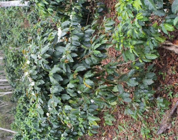 letech v Brazílii, kde nyní zaujímá 50 % plochy kávových plantáží a je hojně využívána také ve Střední