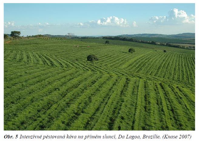 plodin je tedy možnost, jak vázat jeden z plynů způsobující změnu klimatu, a napravit tak částečně škody způsobené odlesňováním a zásahy do přirozených ekosystémů (Torre 2008).
