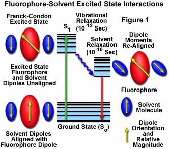 Interakce excitovaného fluoroforu a rozpouštědla http://micro.magnet.fsu.edu/primer/java/jablonski/solventeffects/index.