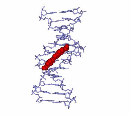 Vazba DAPI na DNA DAPI (,6-diamidino-2-phenylindole ) Ex. 355 nm / Em.