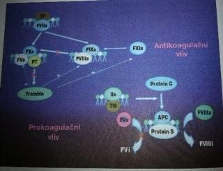 protrombin, není tedy přímo protilátkou proti protrombinu.